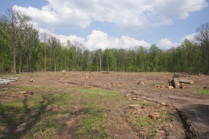 Trees Clearing in Marietta, GA