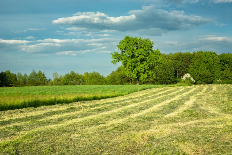 Acreage Clearing in Katy, TX