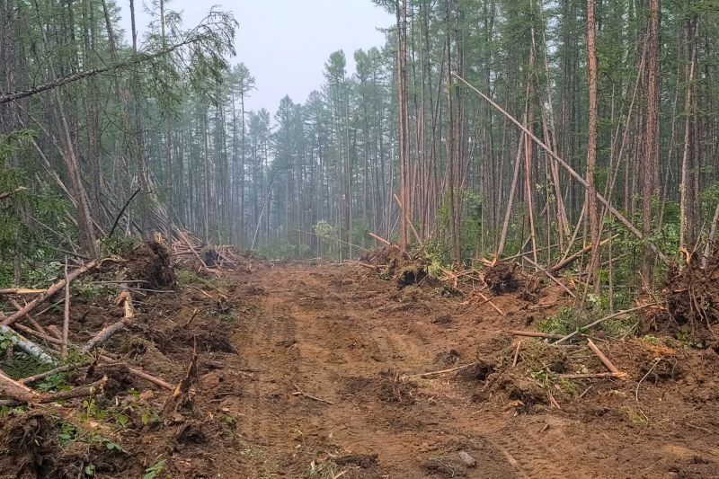 Pine Tree Clearing in Atlanta, GA