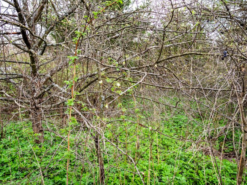 Underbrush Clearing in Katy, TX
